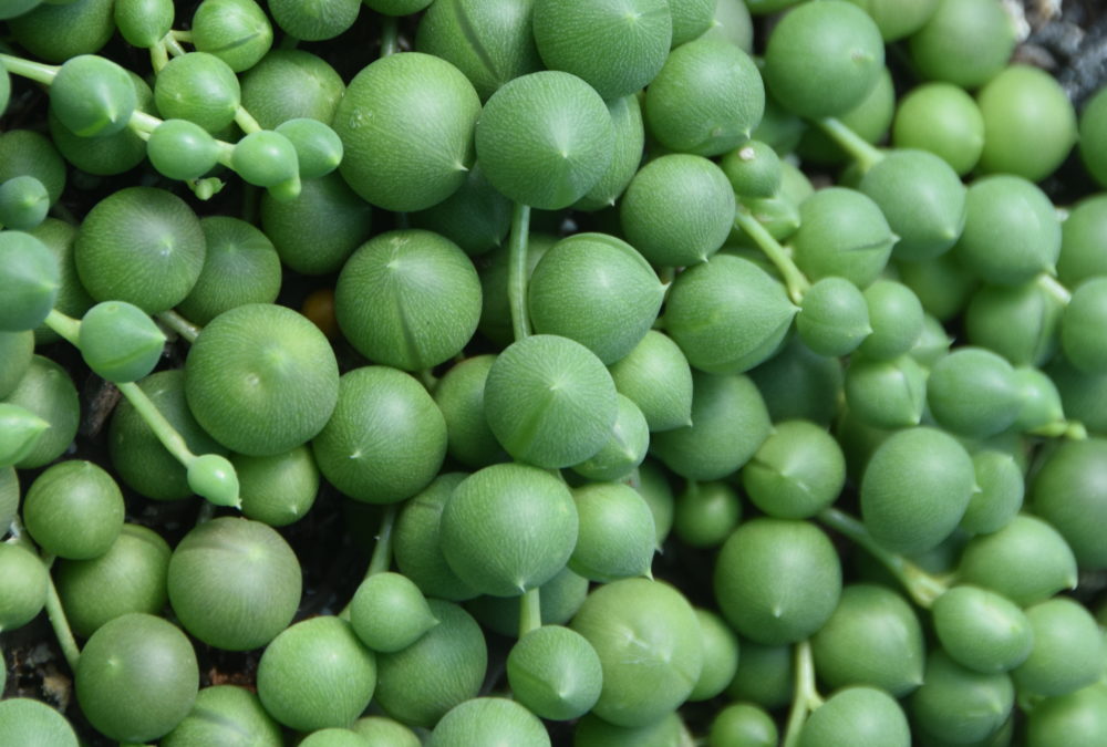 Senecio Perla Grande