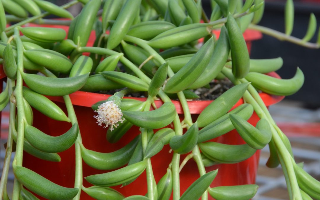 Senecio radicans String of Beans | Calara Cacti and Succulents