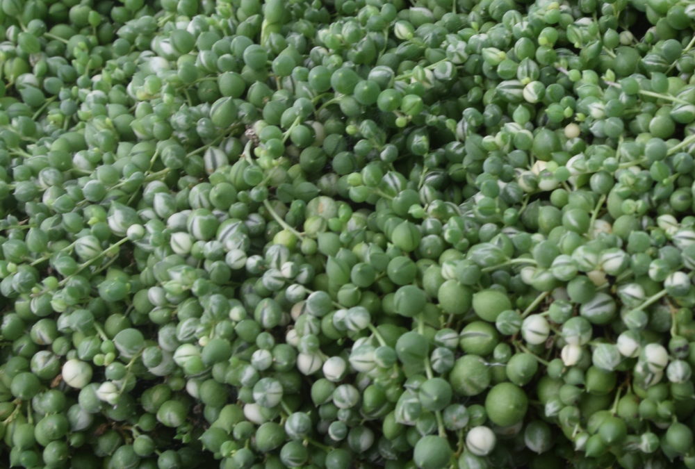 Senecio rowleyanus String of Pearls variegata