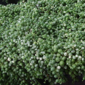 Senecio rowleyanus string of pearls variegated