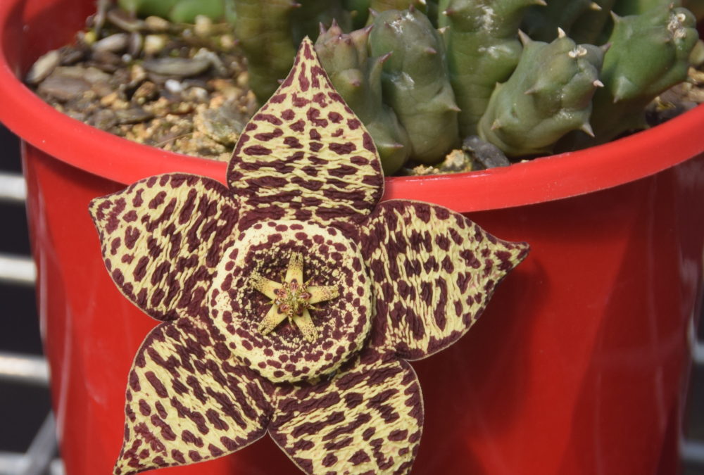 Stapelia variegata (Orbea variegata)