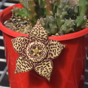 Stapelia variegata