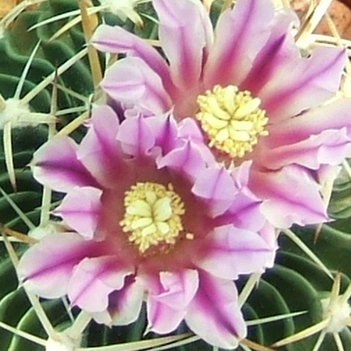 Stenocactus