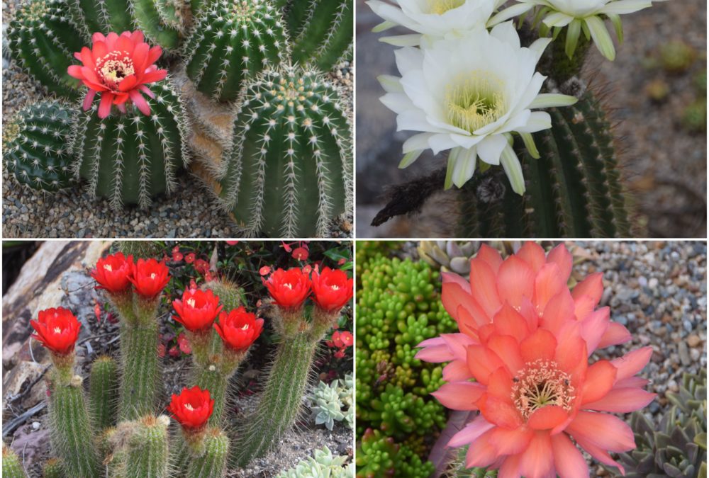 Echinopsis