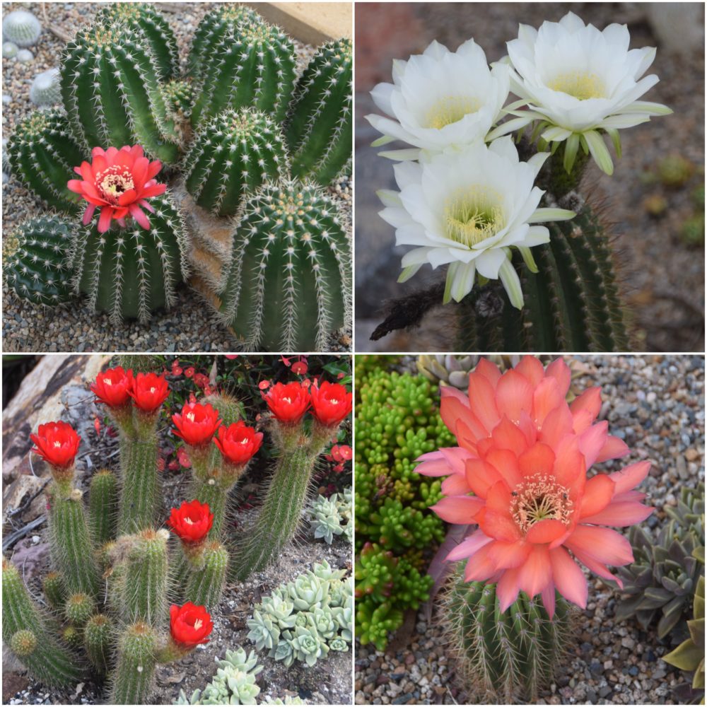 Cacti | Calara Cacti and Succulents