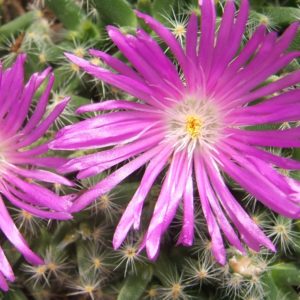 Trichodiadema densum