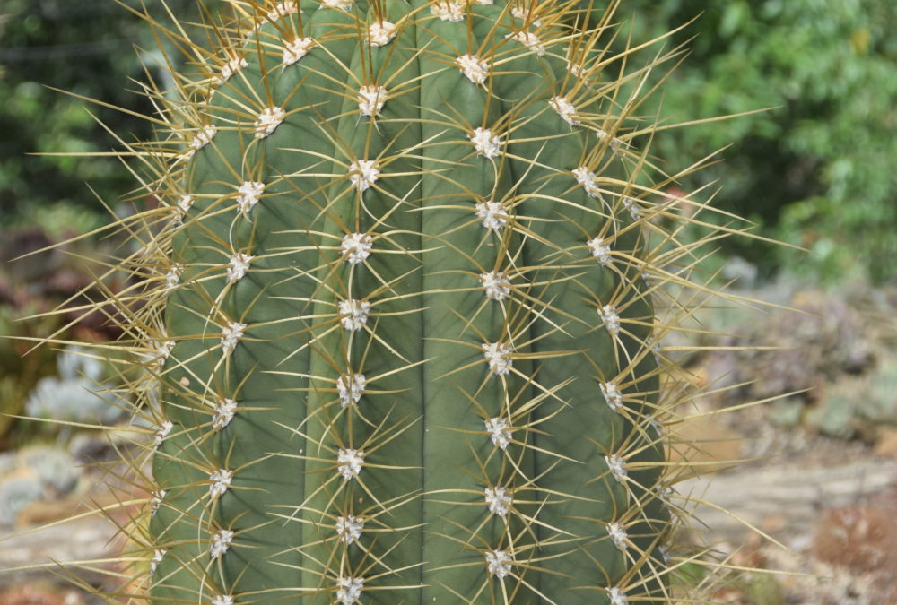 Echinopsis pasacana