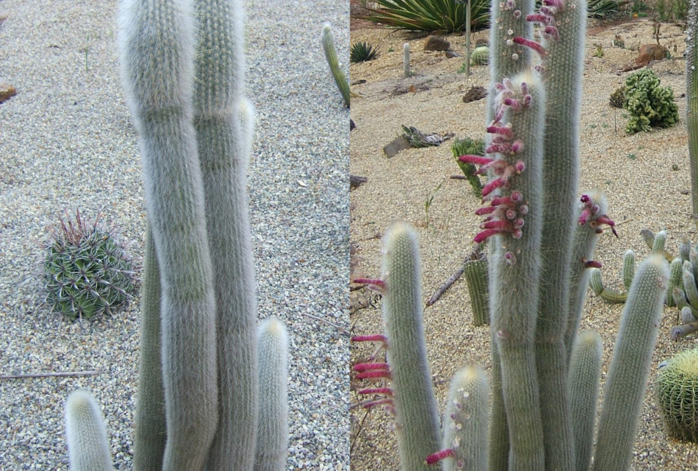 Cliestocactus strausii Silver Torch