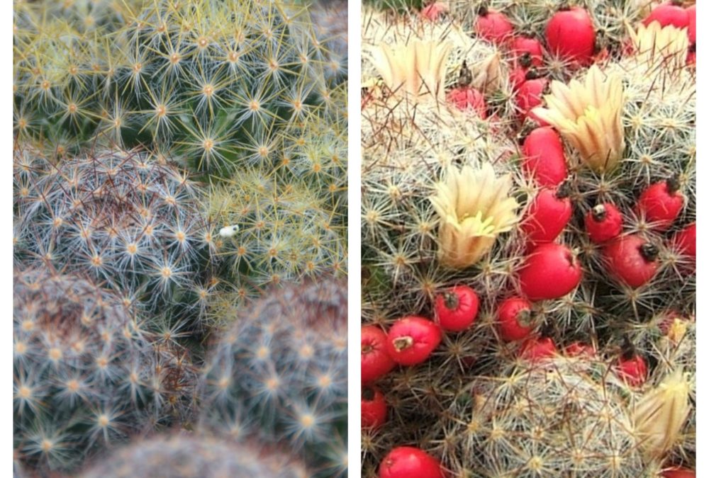 Mammilaria prolifera