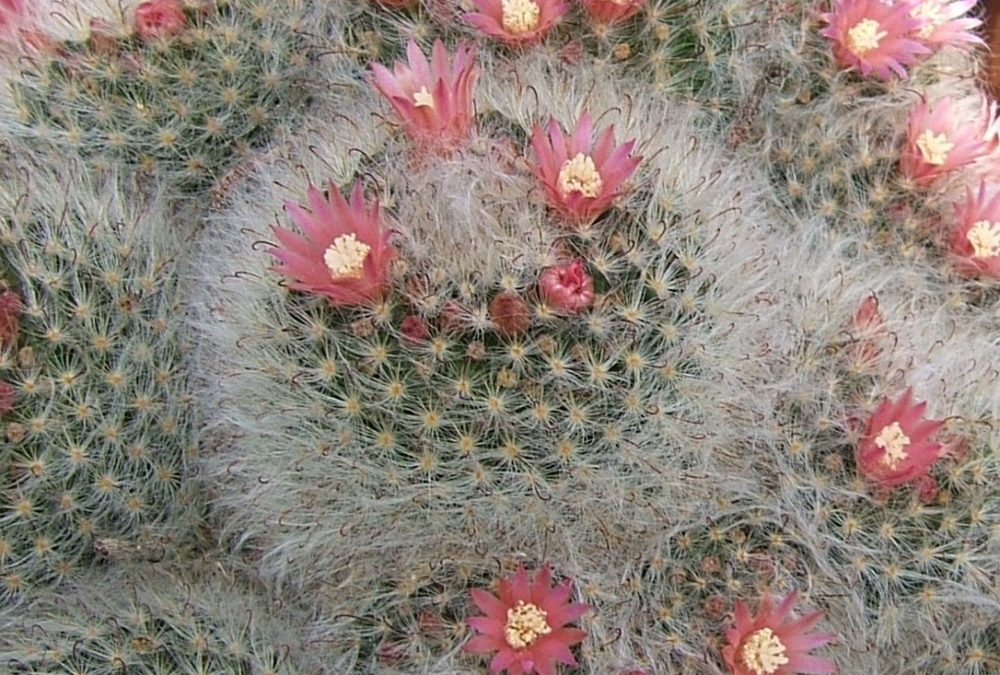 Mammilaria bocasana