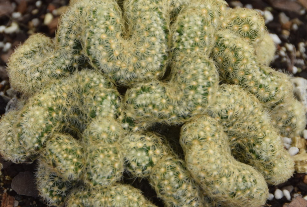 Mammilaria elongata cristata Brain Cactus