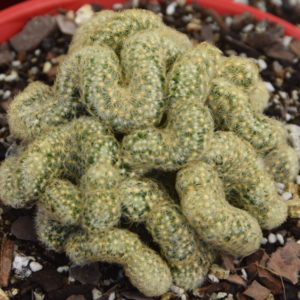 Mammillaria elongata cristata Brian Cactus