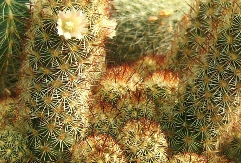 Mammilaria elongata