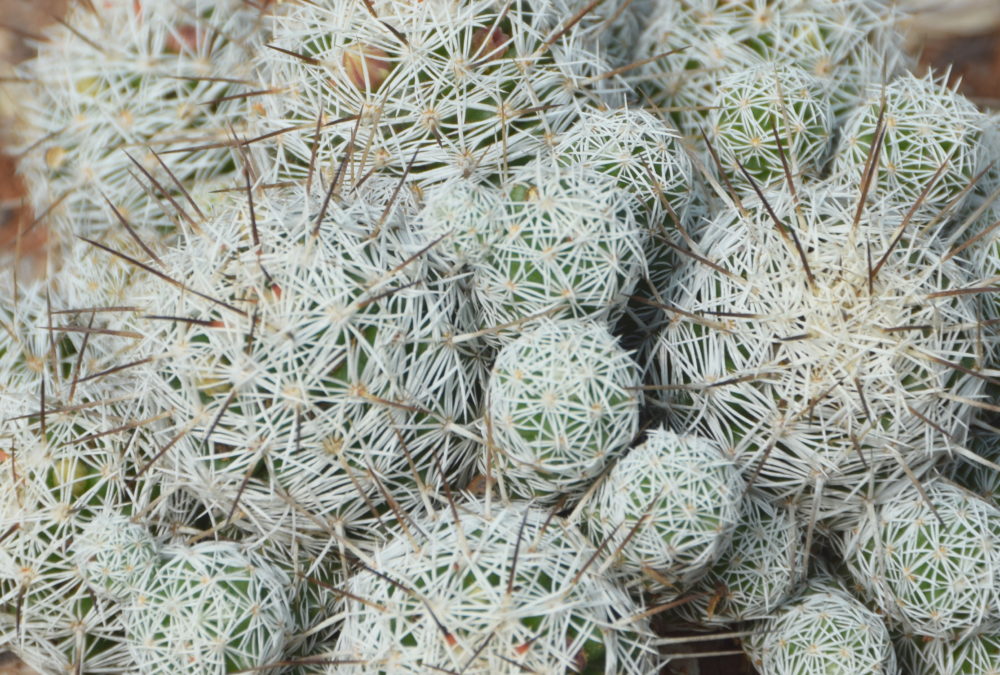 Mammilaria gracilis