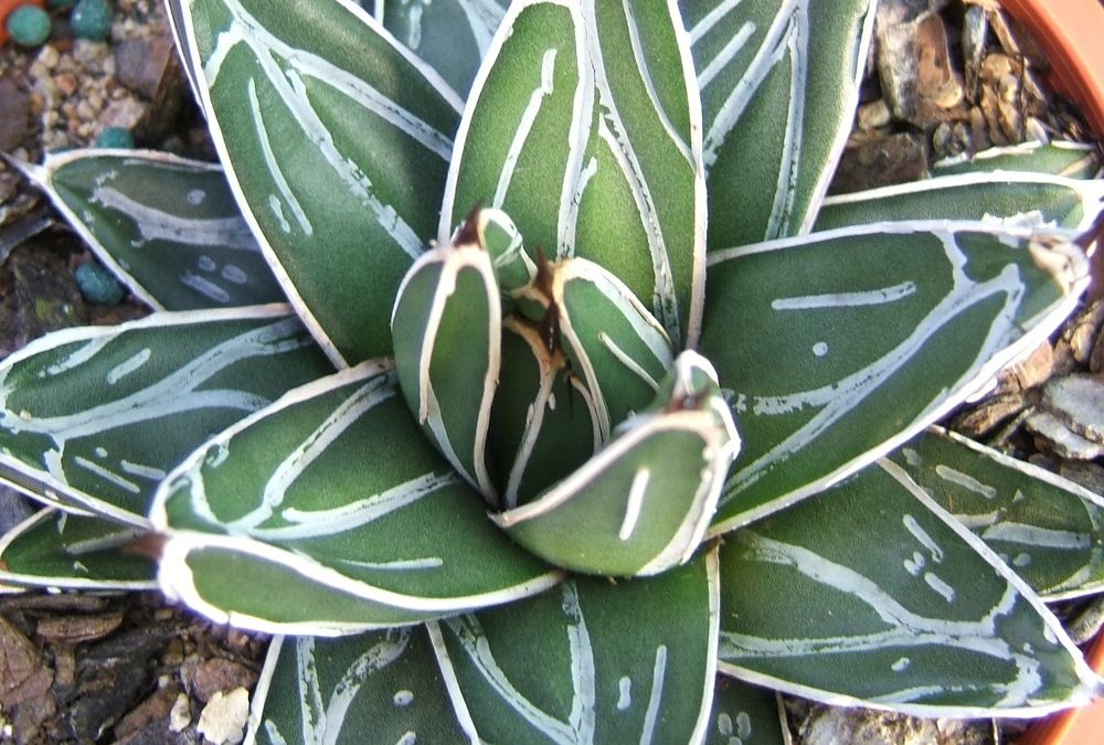 Agave victoria reginae