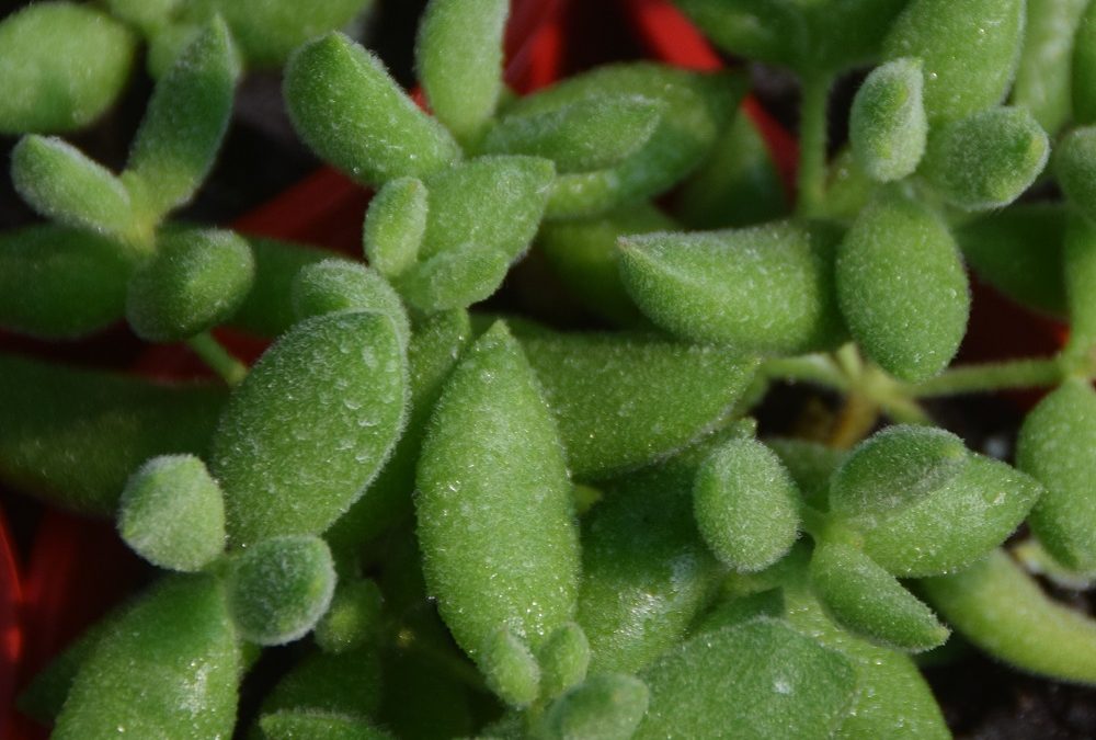 Cotyledon tomentosa ladismithiensis