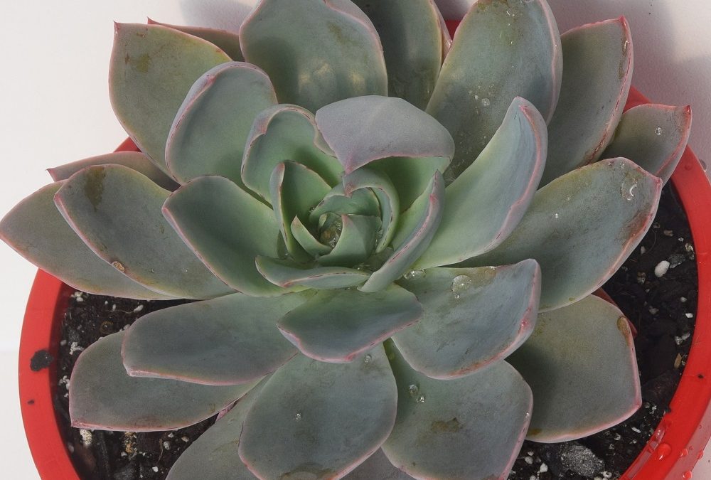 Echeveria andromeda