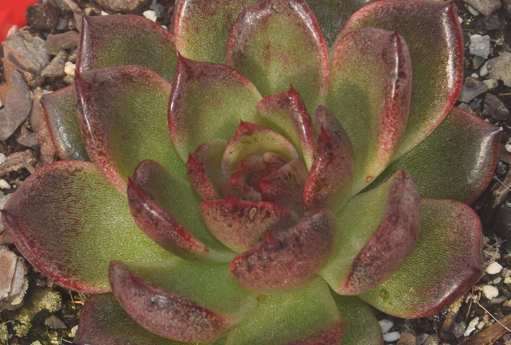 Echeveria blood maria