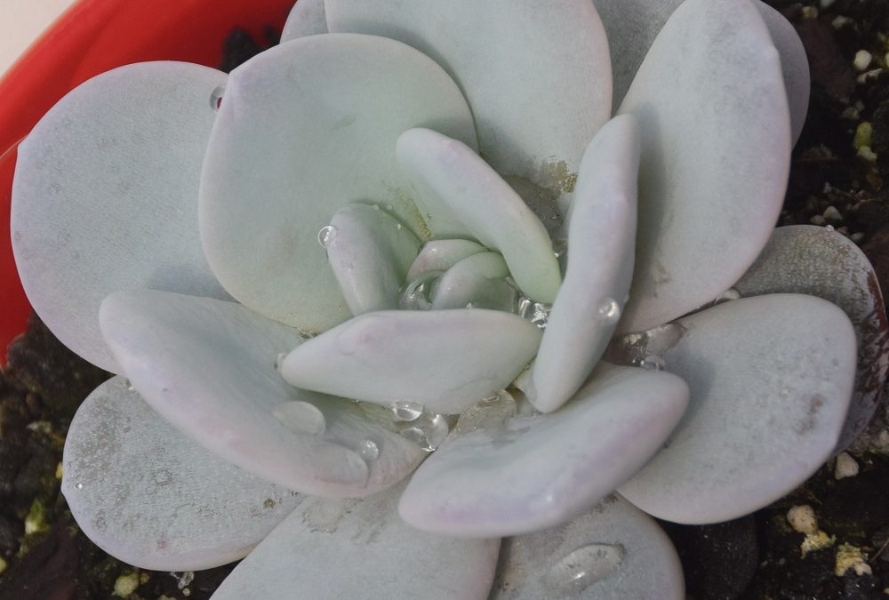 Echeveria lauii