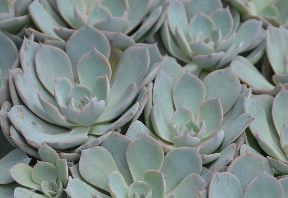 Echeveria morning beauty