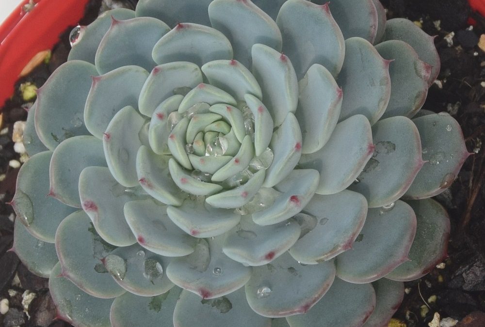 Echeveria white minima