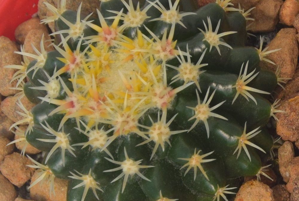 Echinocactus grusonii v curvispinus intermedius