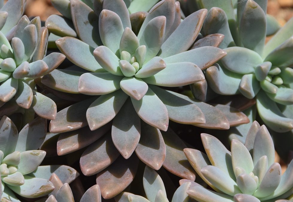 Graptosedum glauca