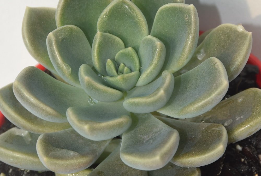 Graptoveria pallas