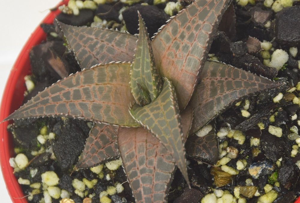 Haworthia tesselata Mystery