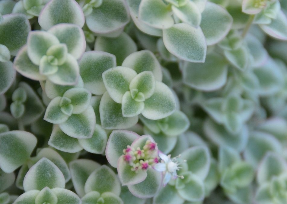 Sedum Little Missy