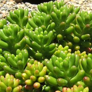 Sedum rubrotinctum Green Jellybean