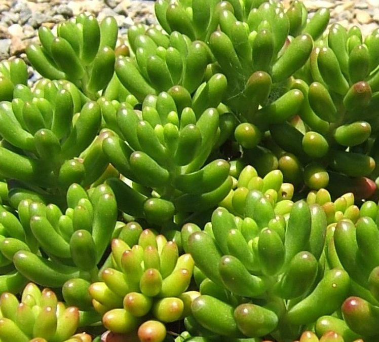 Sedum rubrotinctum Green Jellybean