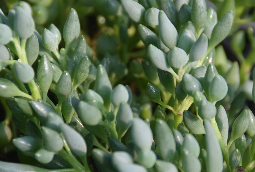 Senecio citriformis