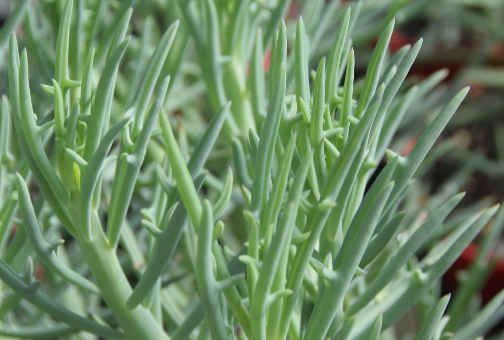 Senecio elk’s antlers