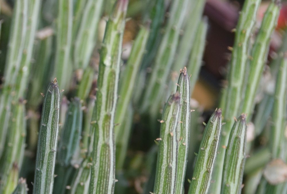 Senecio stapeliformis