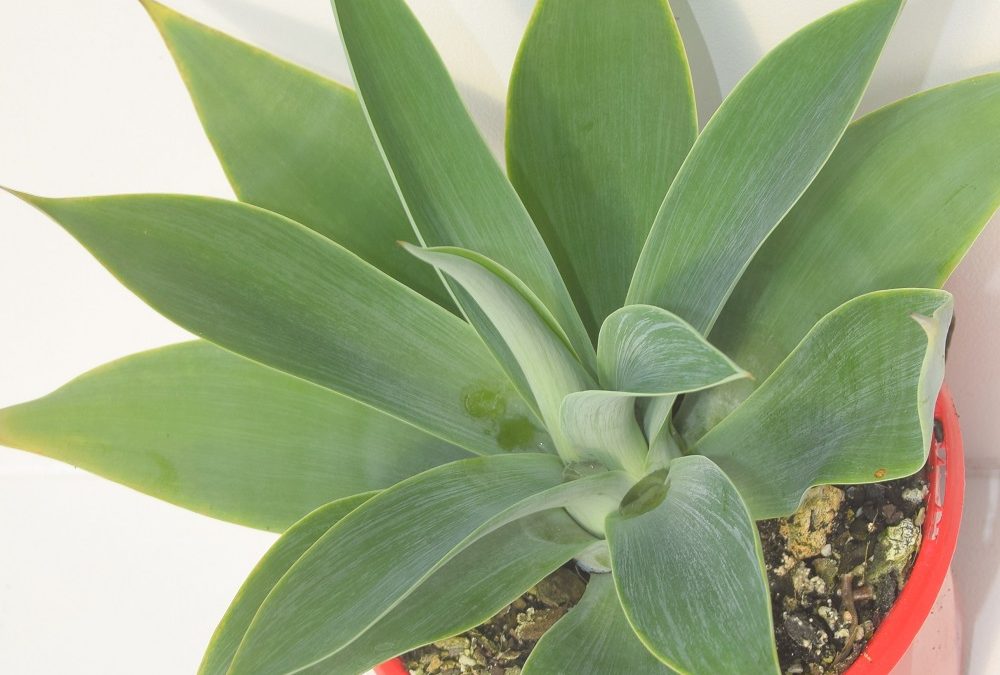 Agave attenuata Boutin’s Blue