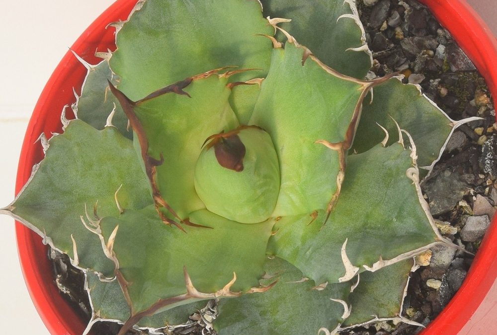 Agave titanota