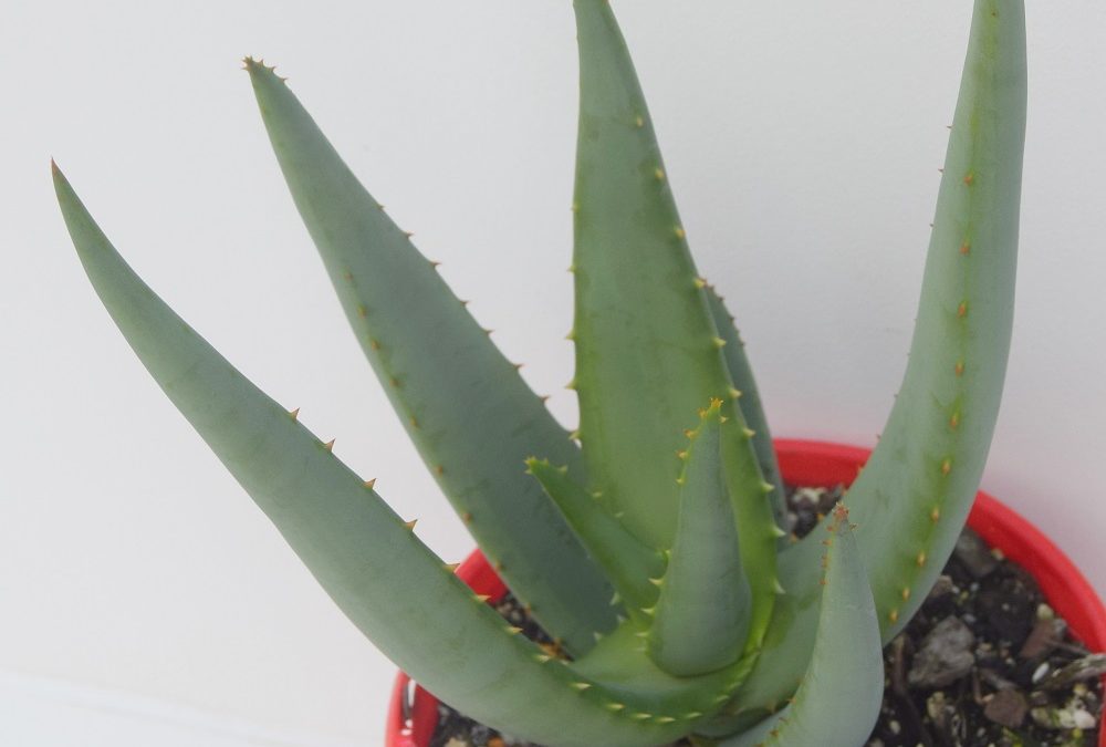 Aloe castanea