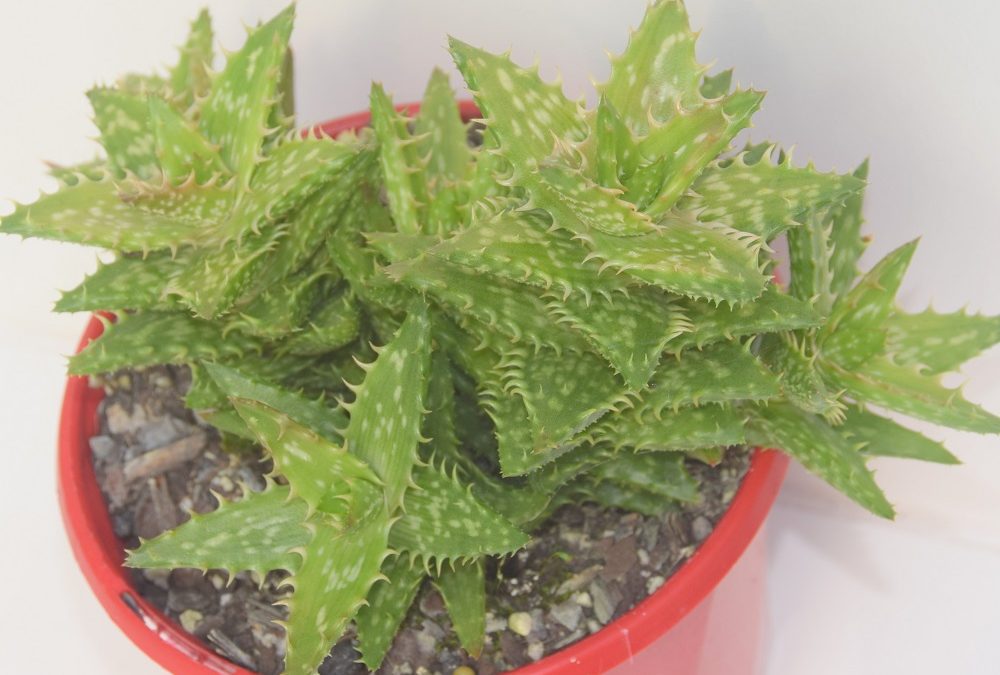 Aloe juvenna