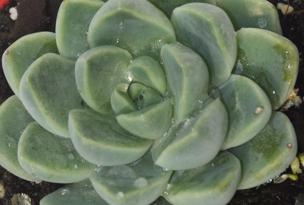 Echeveria albicans