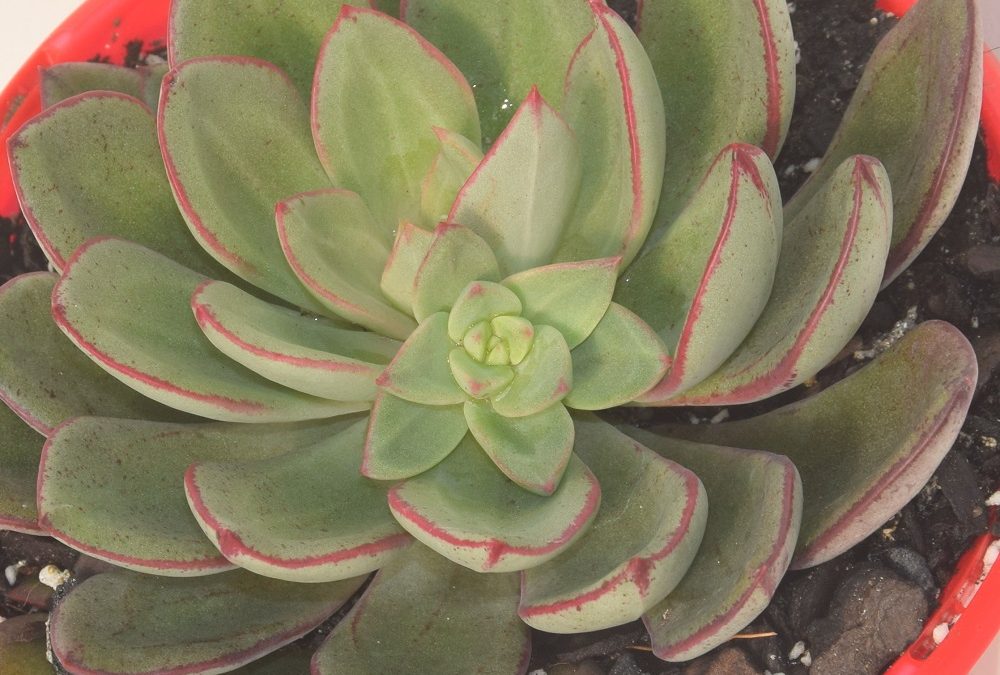 Echeveria bella rouge | Calara Cacti and Succulents