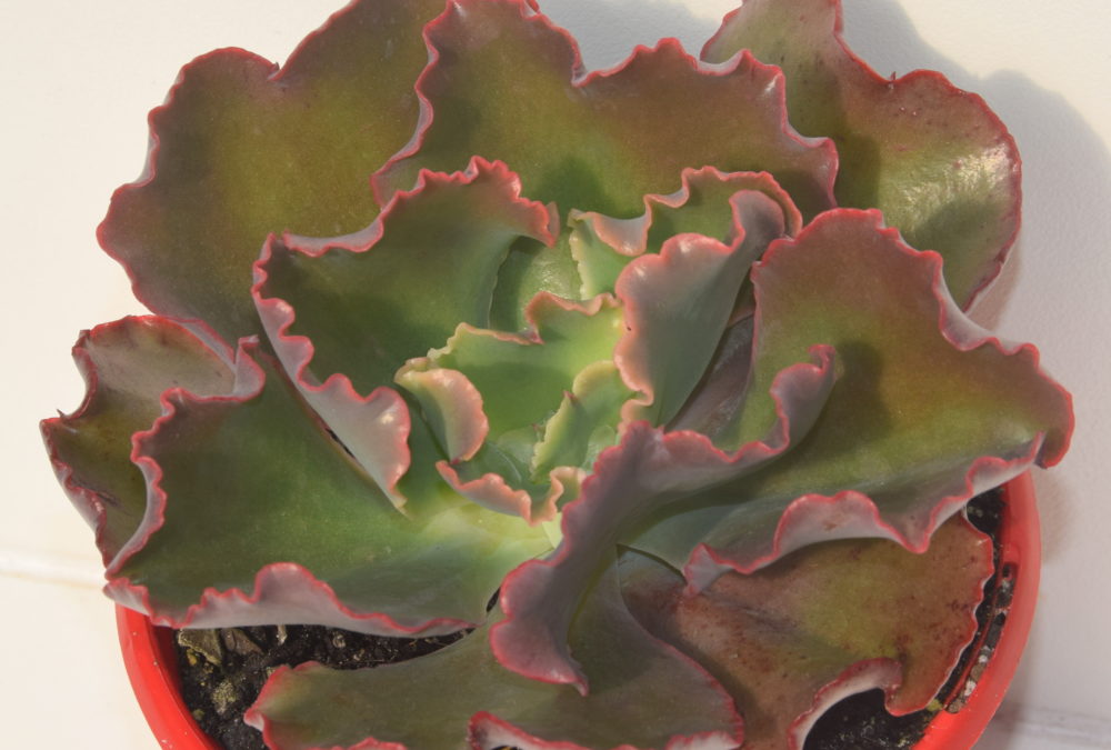 Echeveria mauna loa