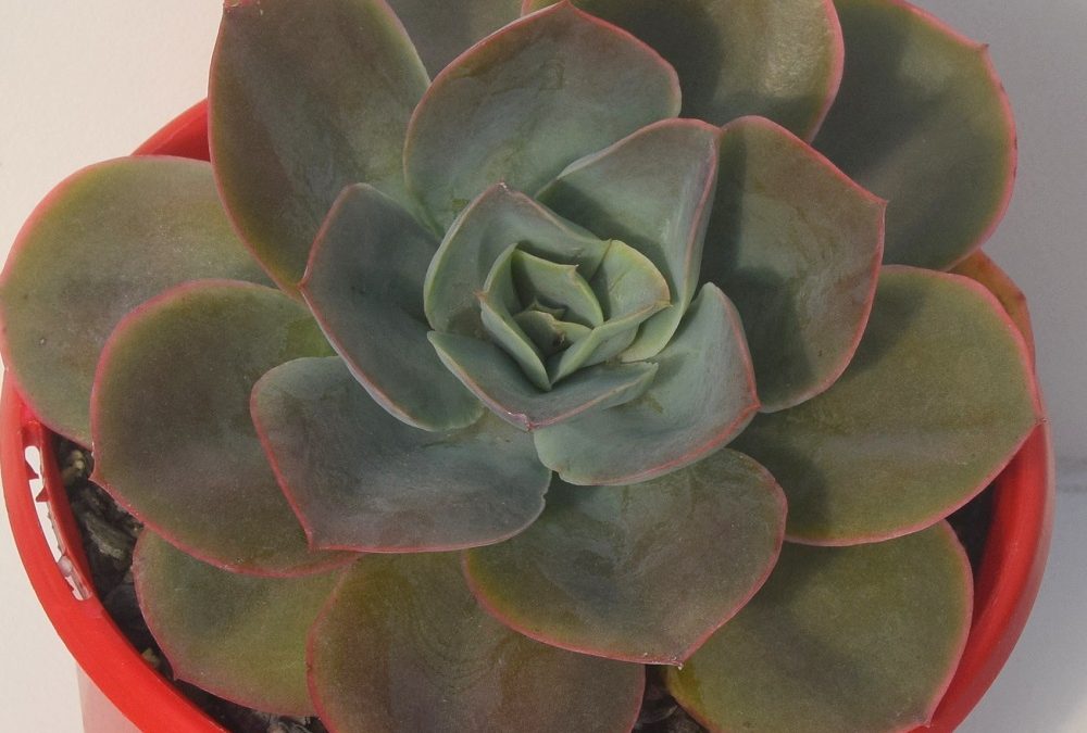 Echeveria sunita