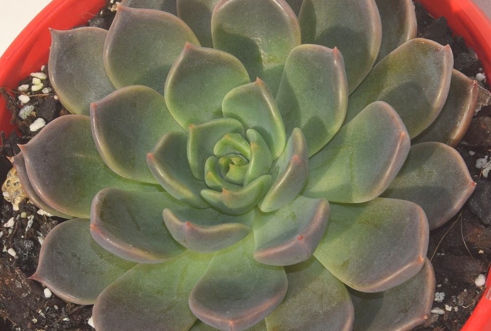 Echeveria virgo