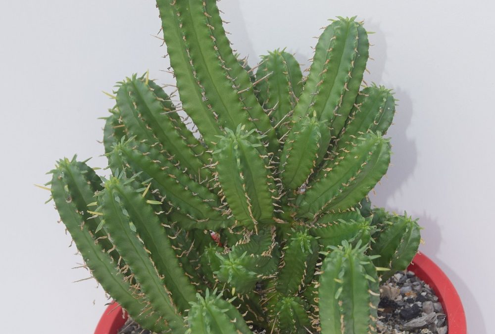 Euphorbia handiensis