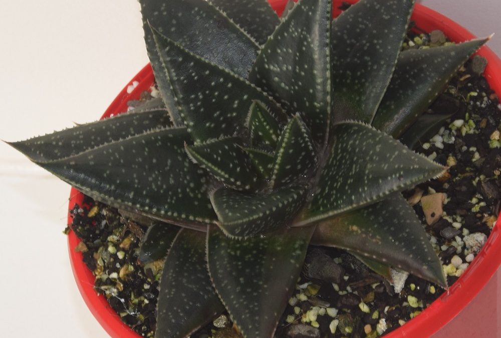 Gasteraloe arak