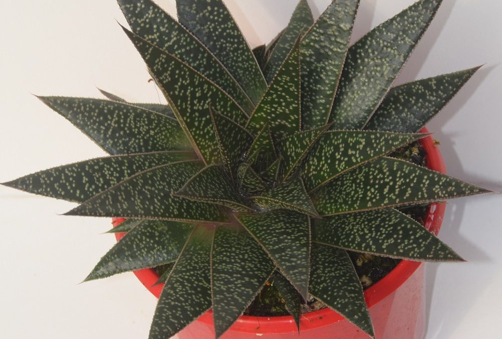 Gasteraloe flow