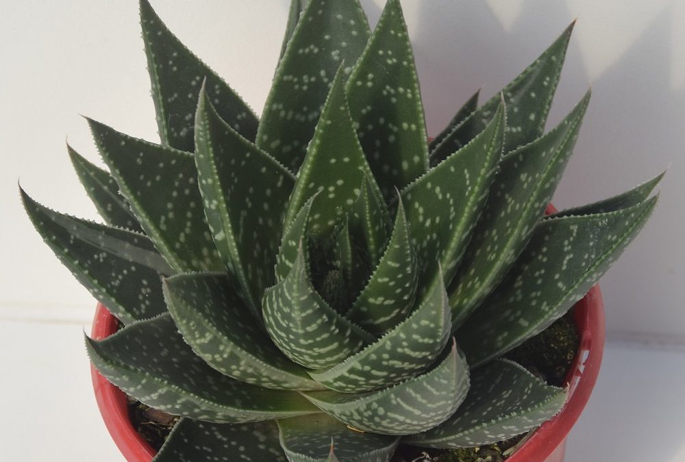 Gasteraloe kabela (green form)