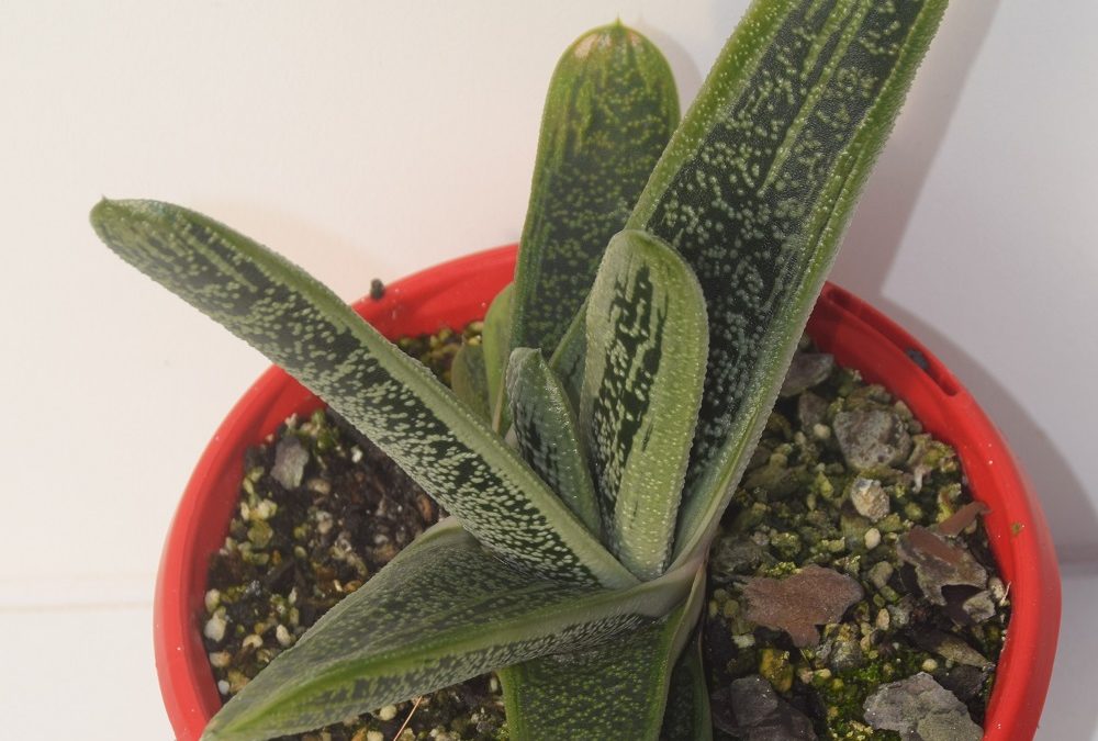 Gasteria big brother