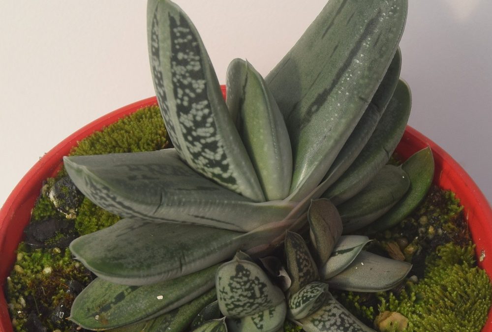 Gasteria grandorf